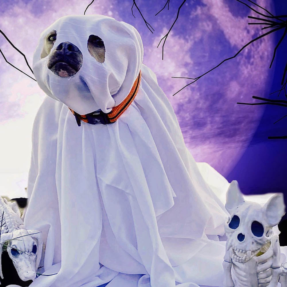 Dog with a sheet dressed like a ghost for Halloween