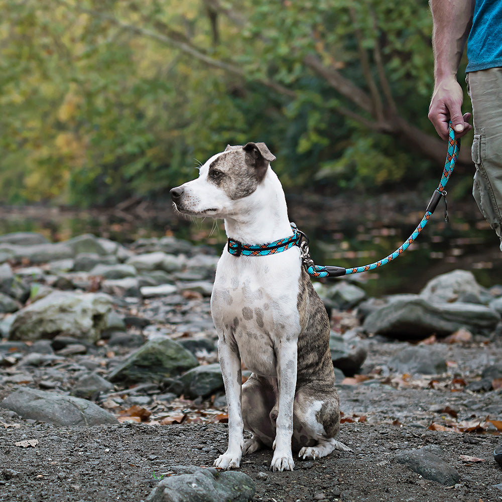 2' traffic dog leash