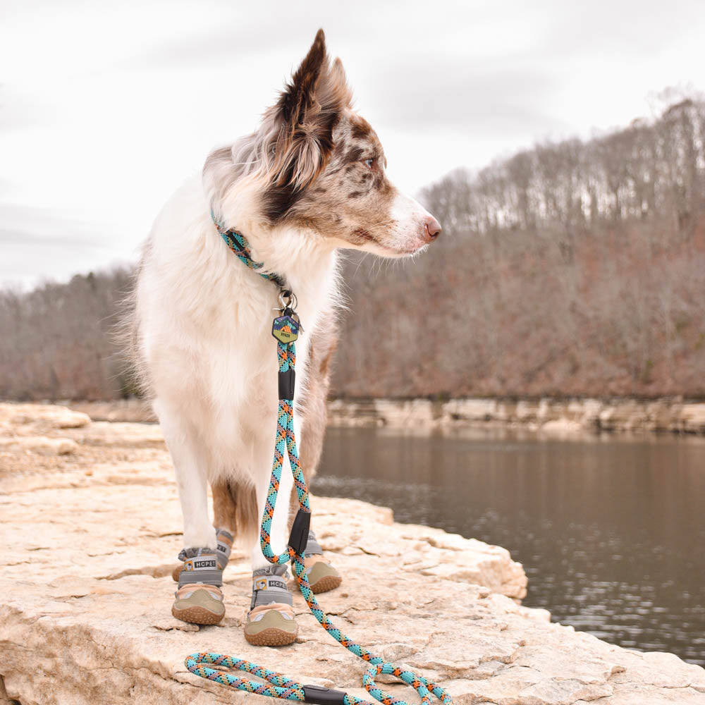 Australian shepherd dog with a blue Rope Hounds urban dog leash and collar