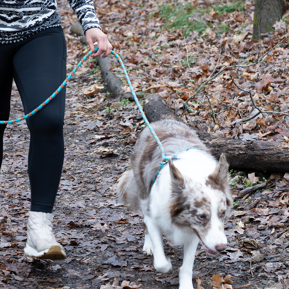 Rope Dog Harness