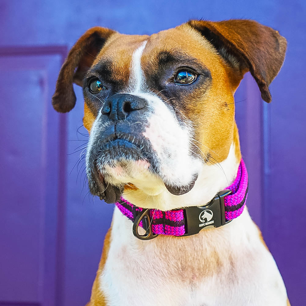 Boxer dog with a bright purple-pink collar on with a Rope Hounds logo on the clasp.
