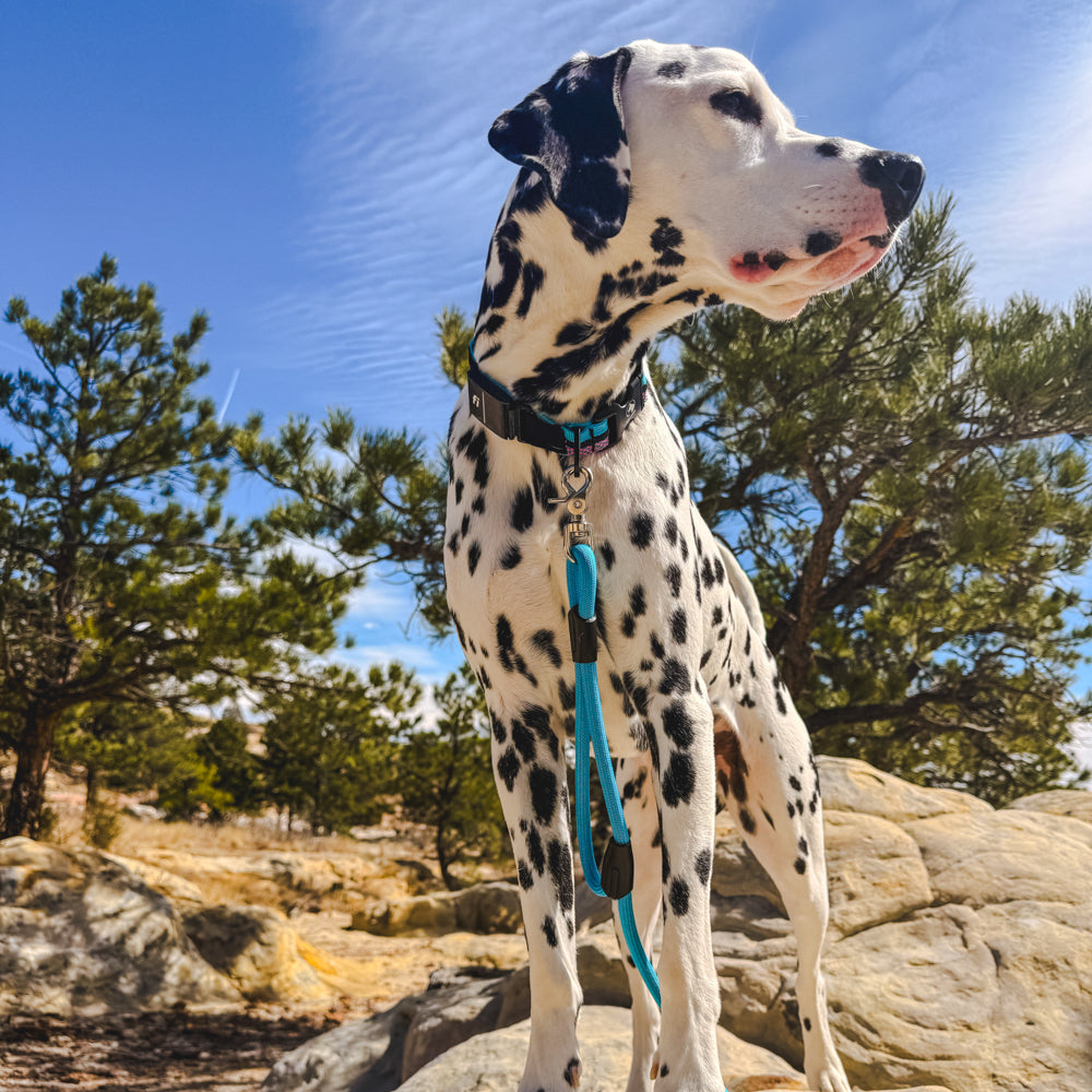 Moving Internationally with Your Dog(s)
