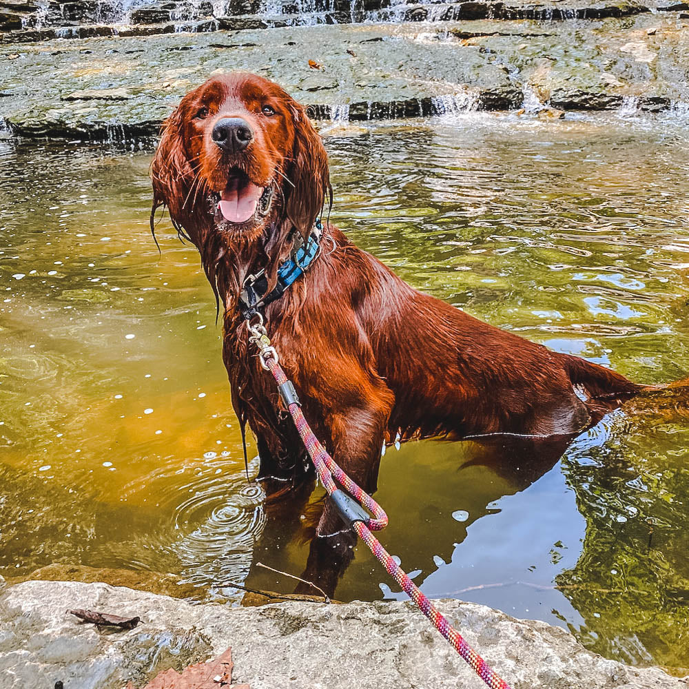 Irish Setter dog standing in a stream wearing a colorful Rope Hounds leash and collar.