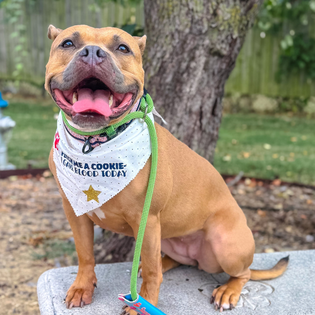 Meet Remi: A Good Girl Who Gives Back as a Dog Blood Donor