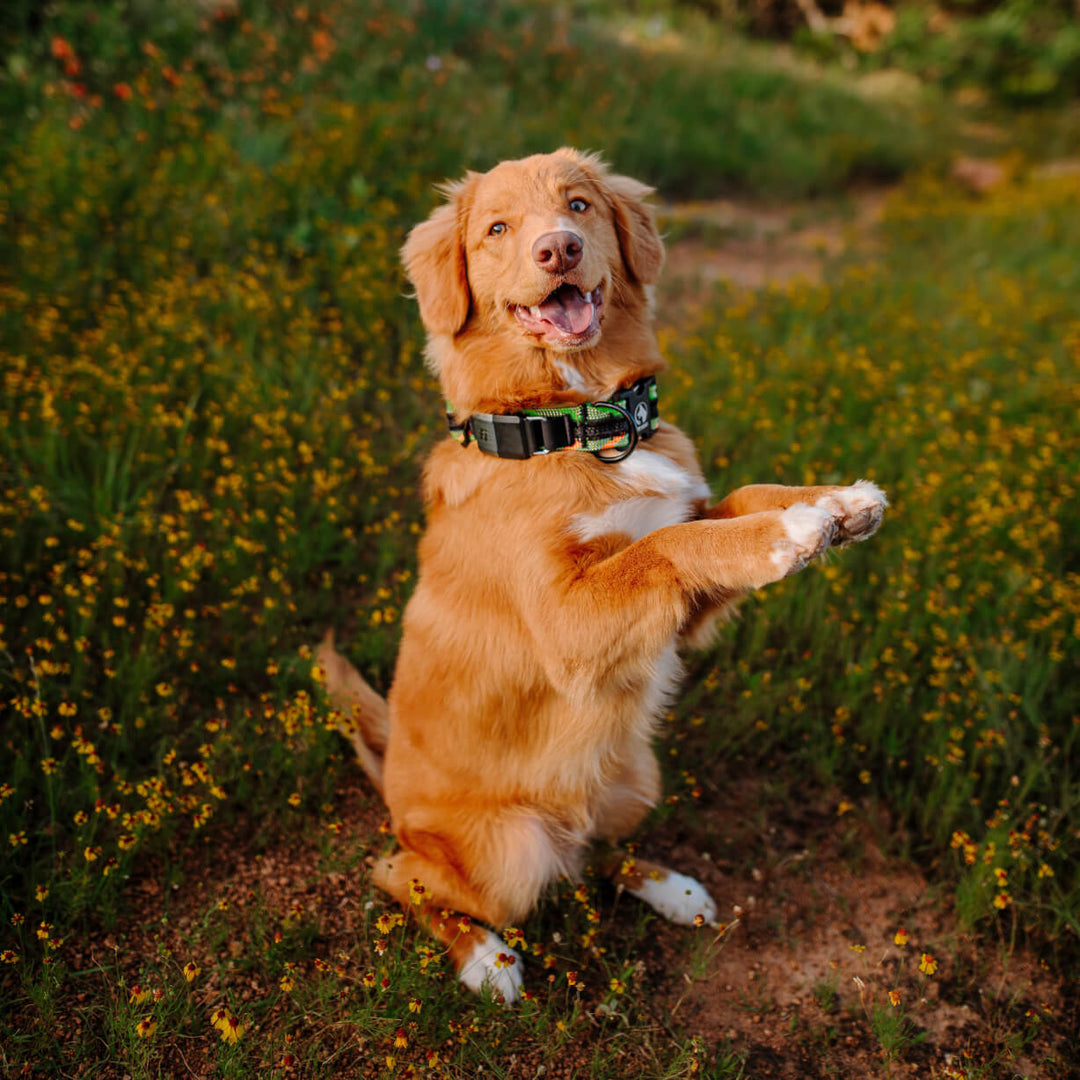 Golden retriever begging in a field with a Rope Hounds Fi Series 2 collar.