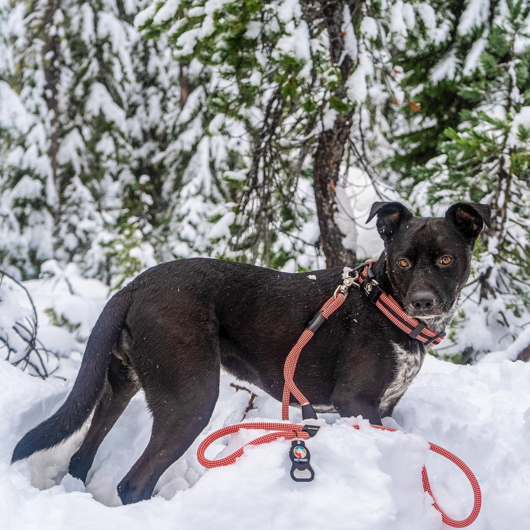 Holiday Gift Guide 2025