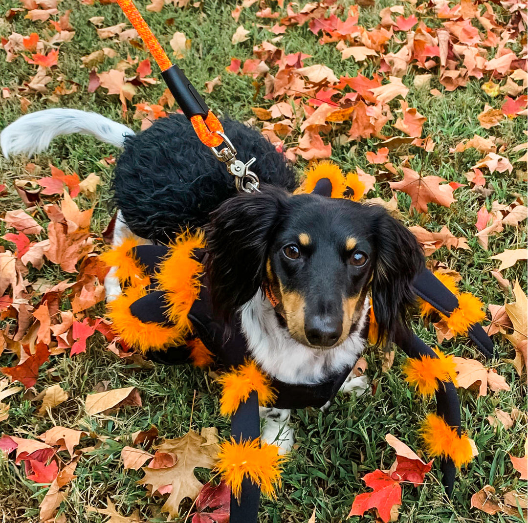 Trick or Treating with your Dog!