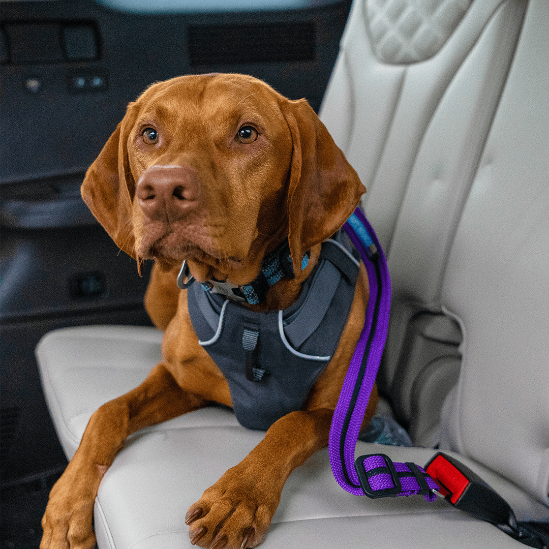 Doggie Seatbelts