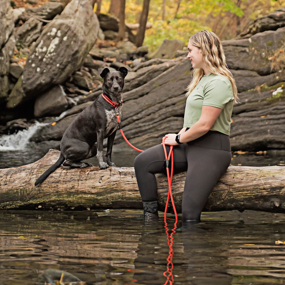 Dog with climbing gear and classic leash