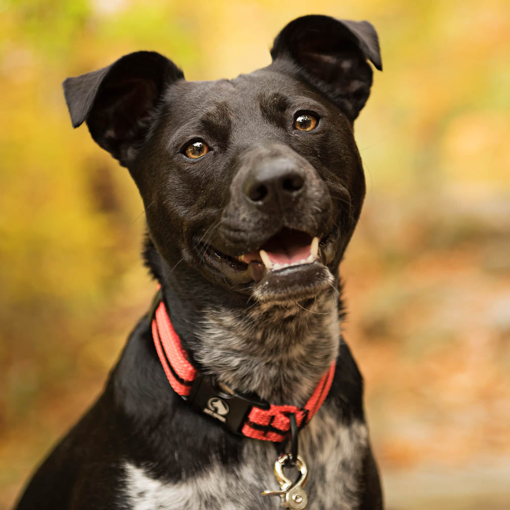 Cattle dog with red Adventure dog collar.