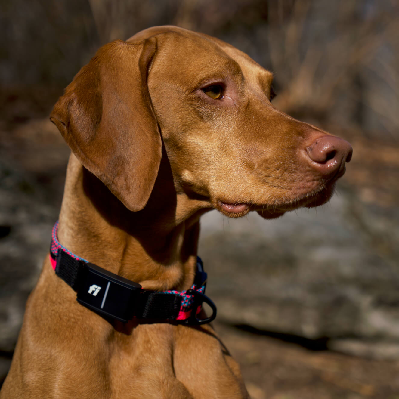 Vizsla dog wearing a colorful Fi-compatible dog collar