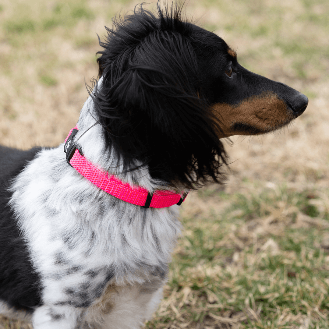 Dachshund dog wearing a pink narrow Rope Hounds collar