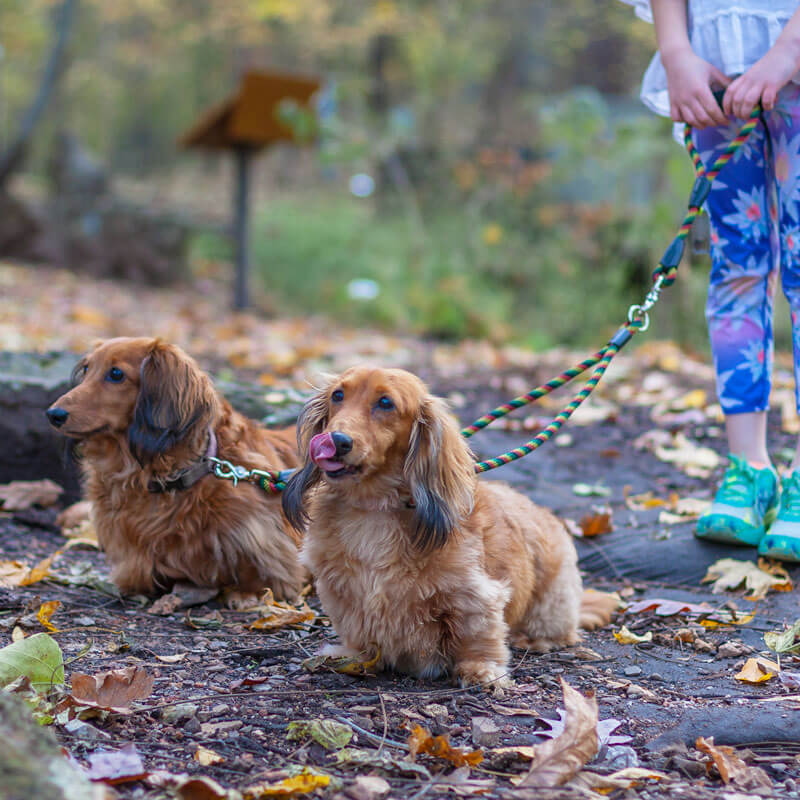 Two dachshund dogs walking on a trail with a splitter dog leash.
