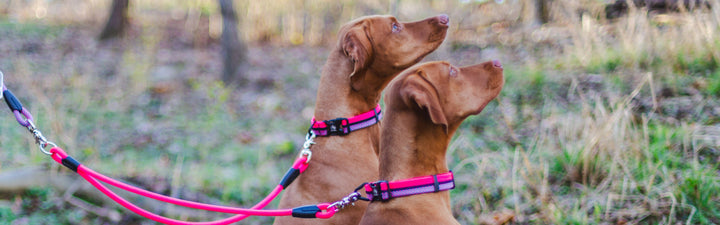 Rope Hounds: Dog Gear Made for Adventure