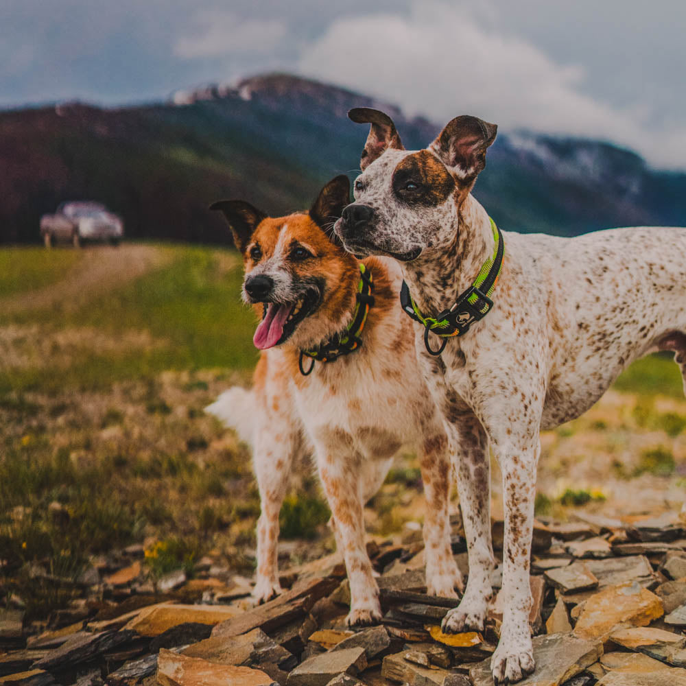 Two rescue dogs standing in the mountains wearing Rope Hounds wide collars