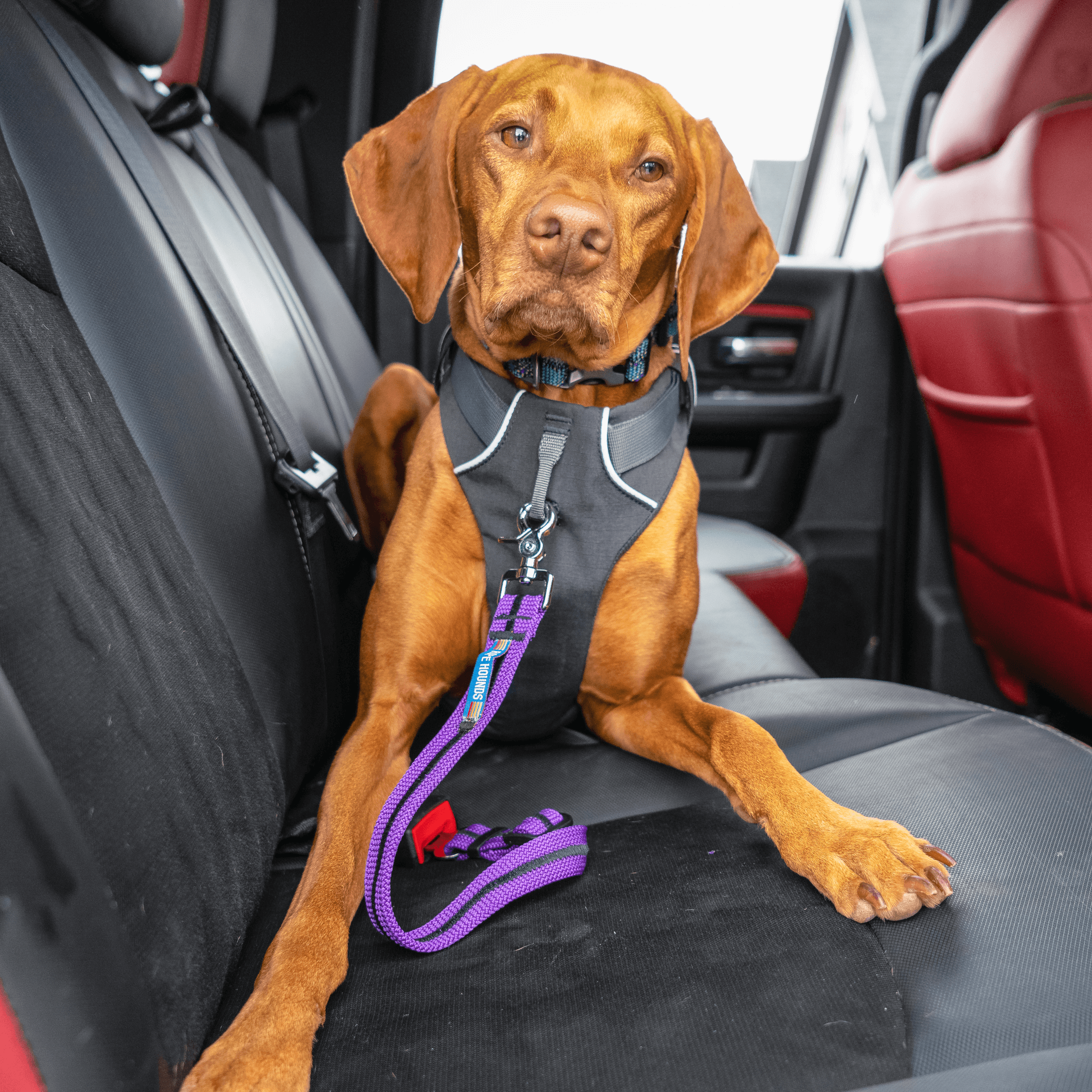 Dog Seat Belt - Pinks & Purples – Rope Hounds