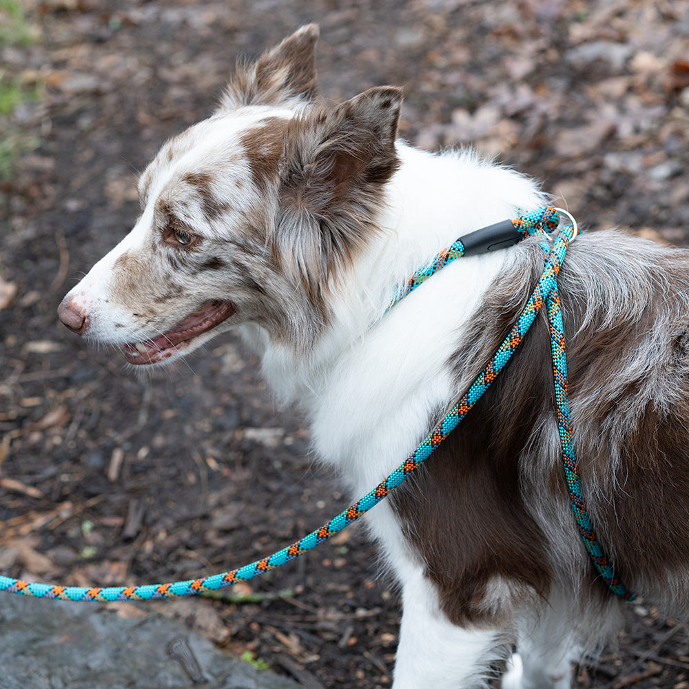 Rope Dog Harness