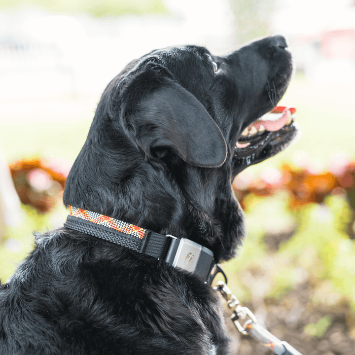 SALE - Fi Series 2 Collar