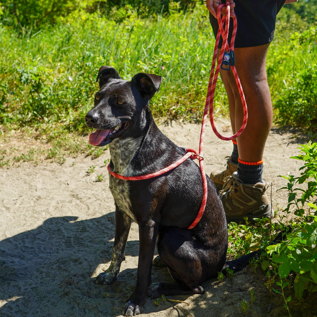 Rope Dog Harness