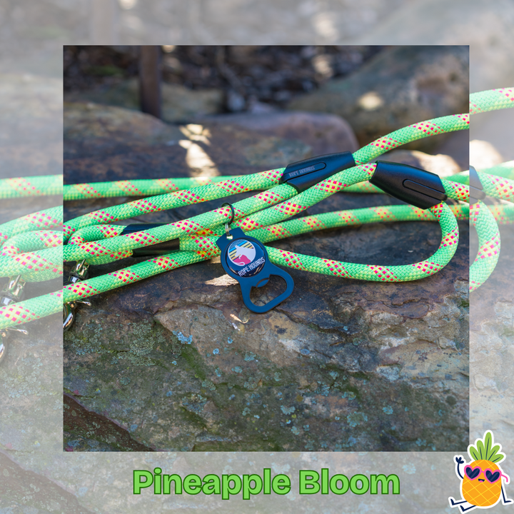 MARCH LEASH SPECIAL: Pineapple Bloom