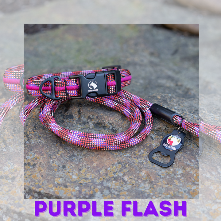 Purple Flash Fi Compatible Collar - LIMITED RELEASE