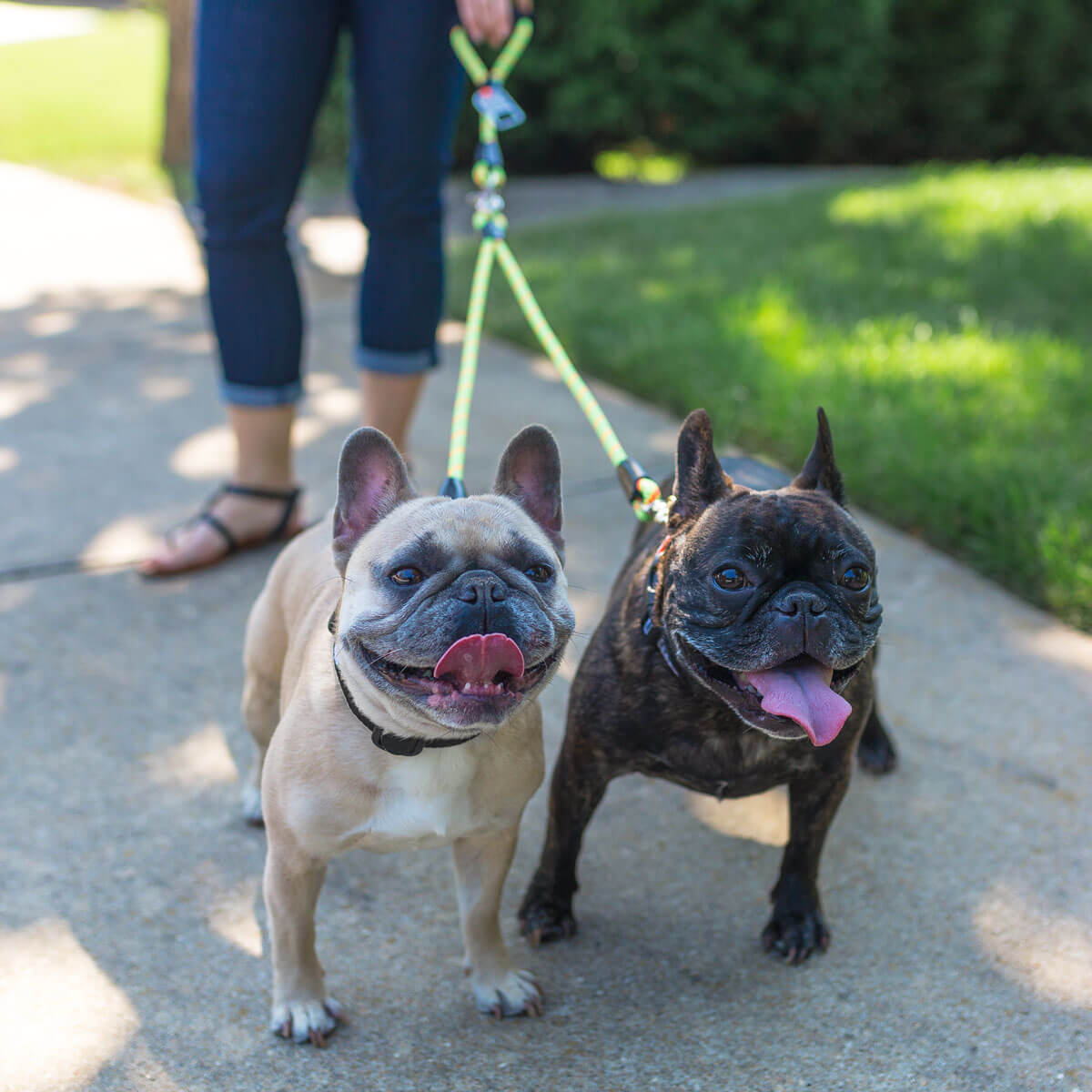 Leash to walk hotsell two dogs at once