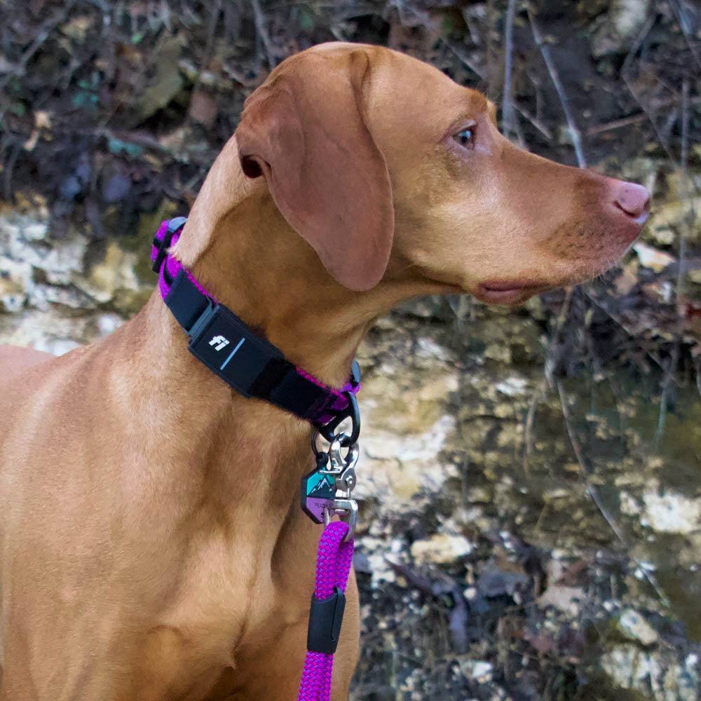 Rope Hounds Fi Compatible Collar Band - Green